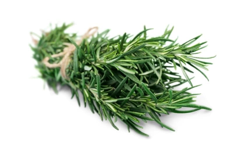 Rosemary (የጥብስ ቅጠል)