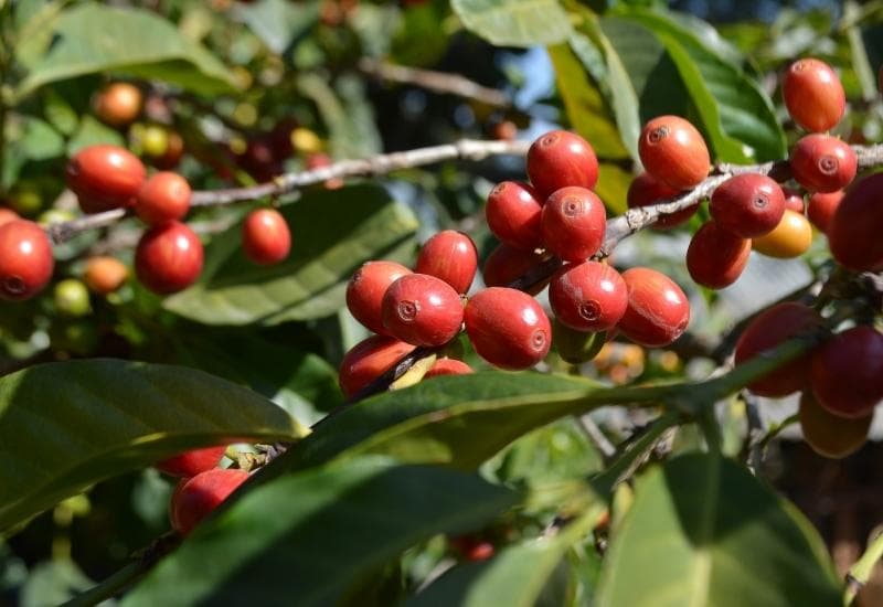 Forest-Shielded Coffee