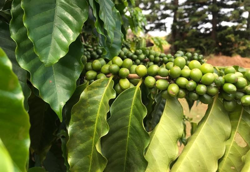 Lush green coffee cherries ripening on the branch under forest canopy in an Ethiopian highland coffee farm